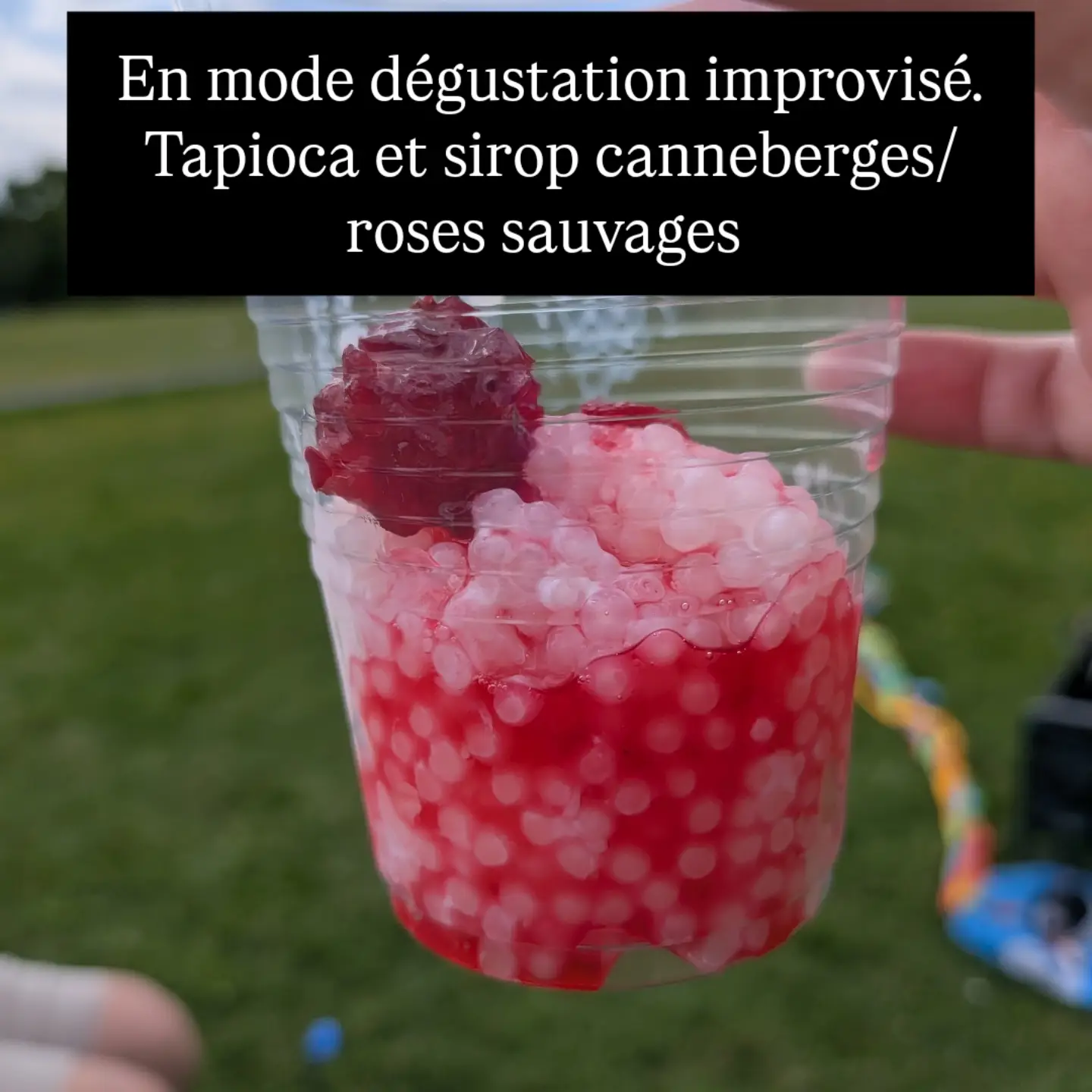 Bar à Tapioca canneberges et roses sauvages